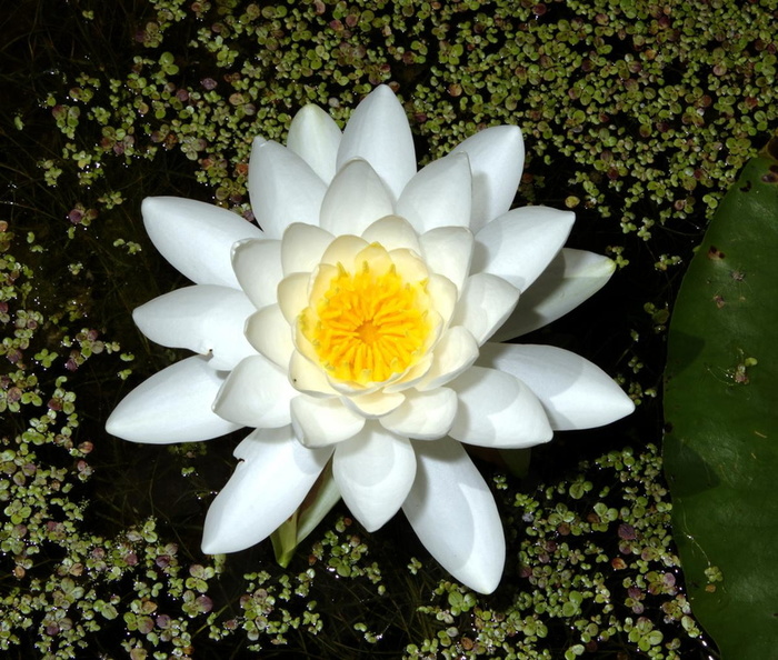 water_lily_nymphaea_odorata_2jul18zbc.jpg