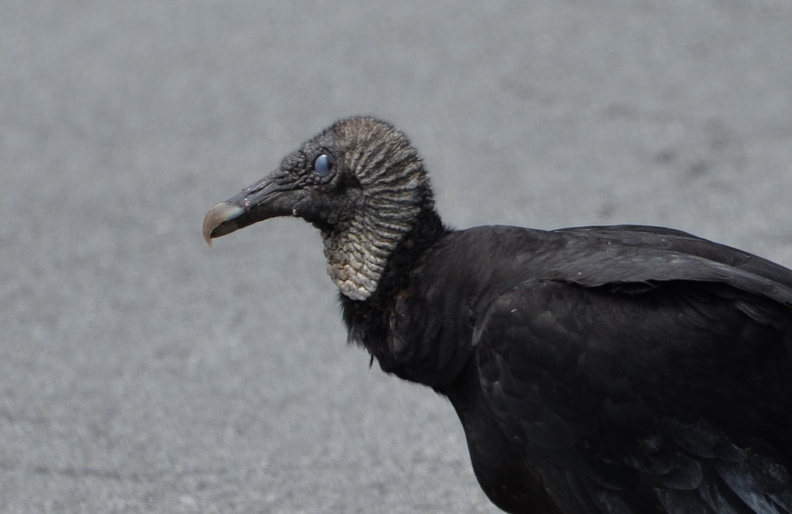 black_vulture_13jun18b.jpg