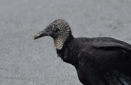 black vulture 13jun18b