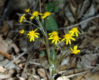 golden ragwort george thompson 2may18zac