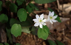rue anemone george thompson 2may18zac