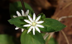 star chickweed george thompson 2may18zac