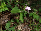 trillium grandiflorum george thompson 2may18zac