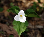 white trillium george thompson 2may18zac