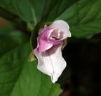 white trillium george thompson 2may18zbc