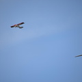 PlaneGliderFlying