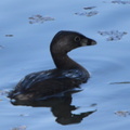 pied-billed grebe near tidal basin 10apr18