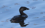 pied-billed grebe near tidal basin 10apr18