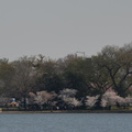 tidal basin 10apr18b