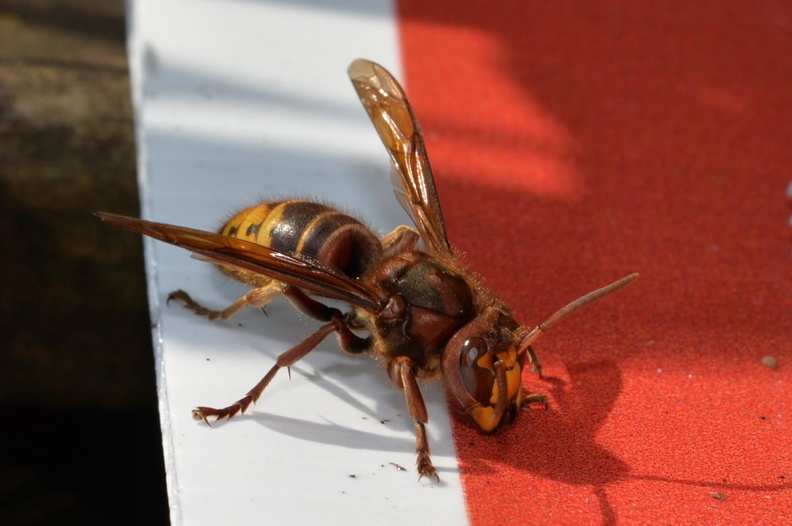european_hornet_19sep18a.jpg