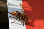 european hornet 19sep18a