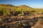 tucson mountain park 28dec17a