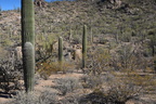 saguaro national park tucson 28dec17b