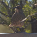 curved bill thrasher saguaro national park 28dec17b