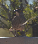 curved bill thrasher saguaro national park 28dec17b