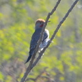 northern flicker saguaro national park 28dec17
