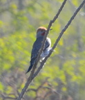 northern flicker saguaro national park 28dec17