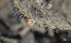 buckhorn cholla cylindropuntia acanthocarpa saguaro np 28dec17a