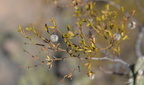 creosote bush larrea tridentata saguaro np 28dec17a