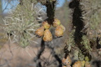 jumping cholla cylindropuntia fulgida seguaro np 28dec18a