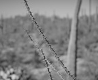 ocotillo fouquieria splendens saguaro np 28dec17a