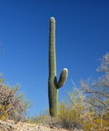saguaro saguaro national park 28dec17a