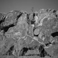petroglyphs graffiti saguaro np 28dec17d
