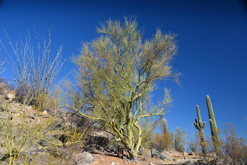 ocotillo_palo_verde_saguaro_saguaro_np_28dec17a.jpg