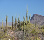 saguaro saguaro national park 28dec17b