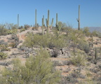 saguaro saguaro national park 28dec17c