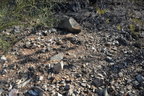 soil saguaro national park 28dec17b