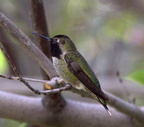 costas hummingbird desert museum 28dec17zbc