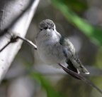 black chinned hummingbird desert museum 28dec17b