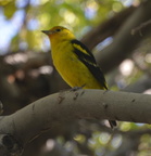 western tanager desert museum 28dec17