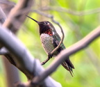 annas hummingbird desert museum 28dec17zac