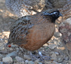 masked bobwhite desert museum 28dec17a
