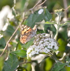painted lady desert museum 28dec17a