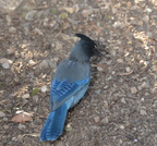 stellars jay desert museum 28dec17a