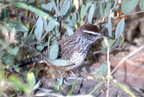 cactus wren desert museum 28dec18zac