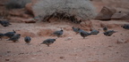 gambels quail 31dec14