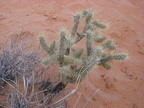 valley of fire9 buckhorn cholla