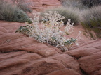 valley of fire12 unknown