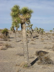 cactus air force bombing range creech