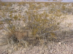 creosote