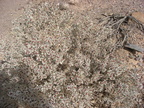 SilverySaltbush