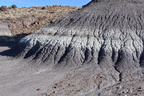 jasper forest trail petrified forest 27dec15c