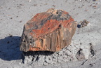 jasper forest trail petrified forest 27dec15g