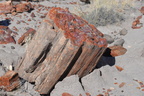 jasper forest trail petrified forest 27dec15i