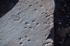 jasper forest trail petrified forest 27dec15q