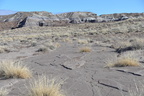 jasper forest trail petrified forest 27dec15t